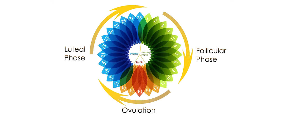 cervical-mucus-and-fertility-illustration-luteal-phase-ovulation | American Pregnancy Association