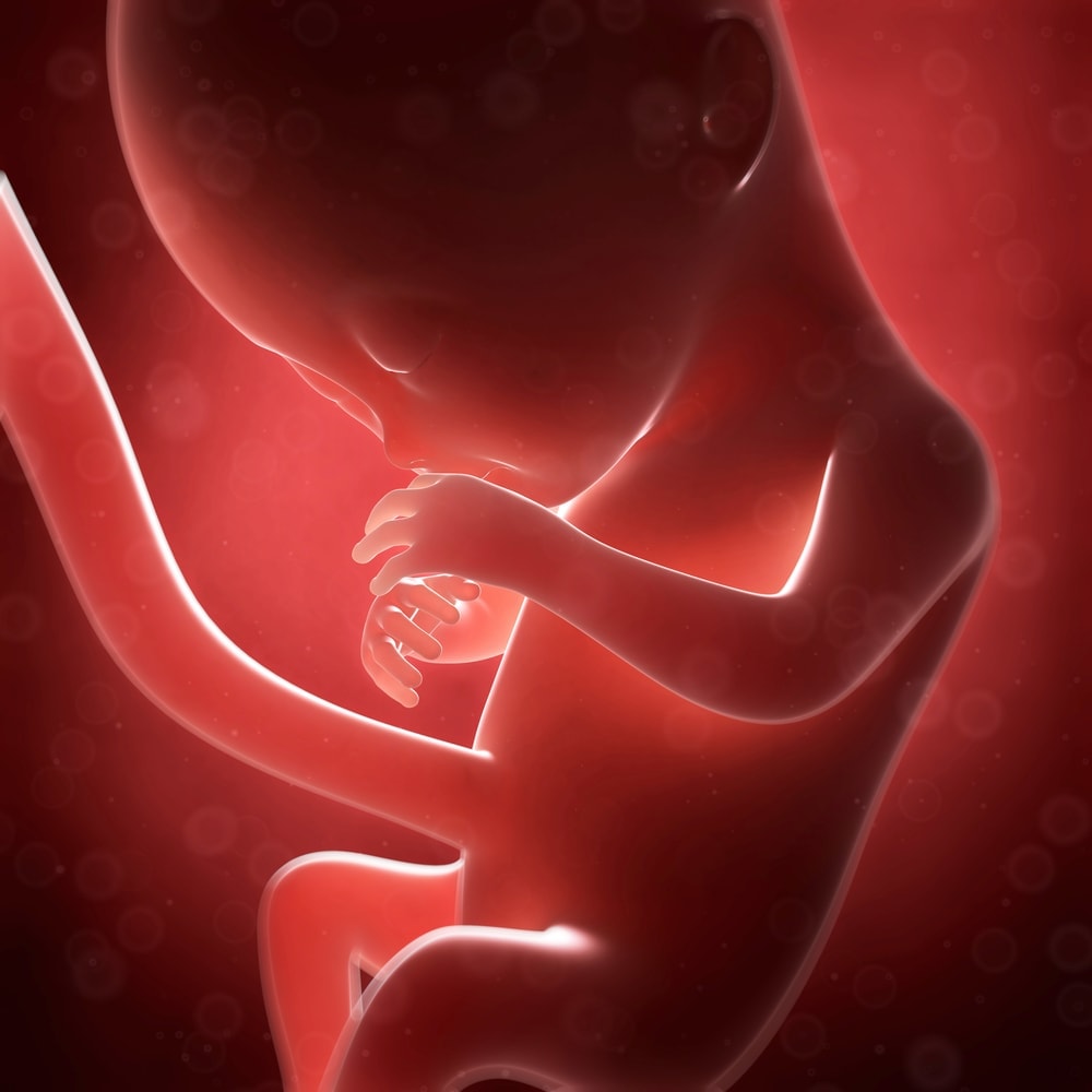 Fetus during the third trimester of pregnancy | American Pregnancy Association