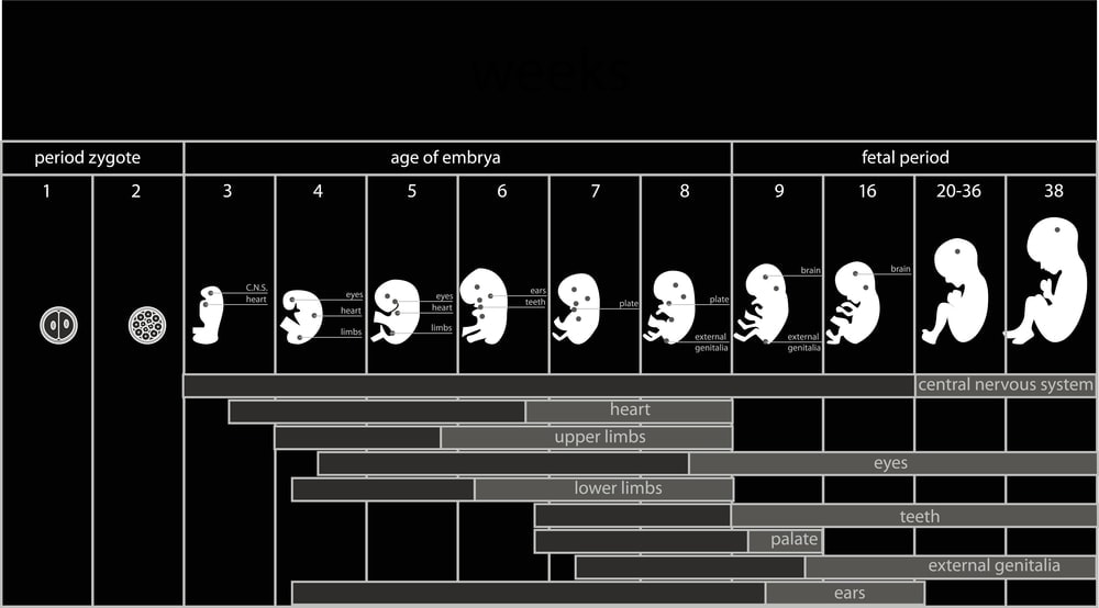 Fetal-Development | American Pregnancy Association