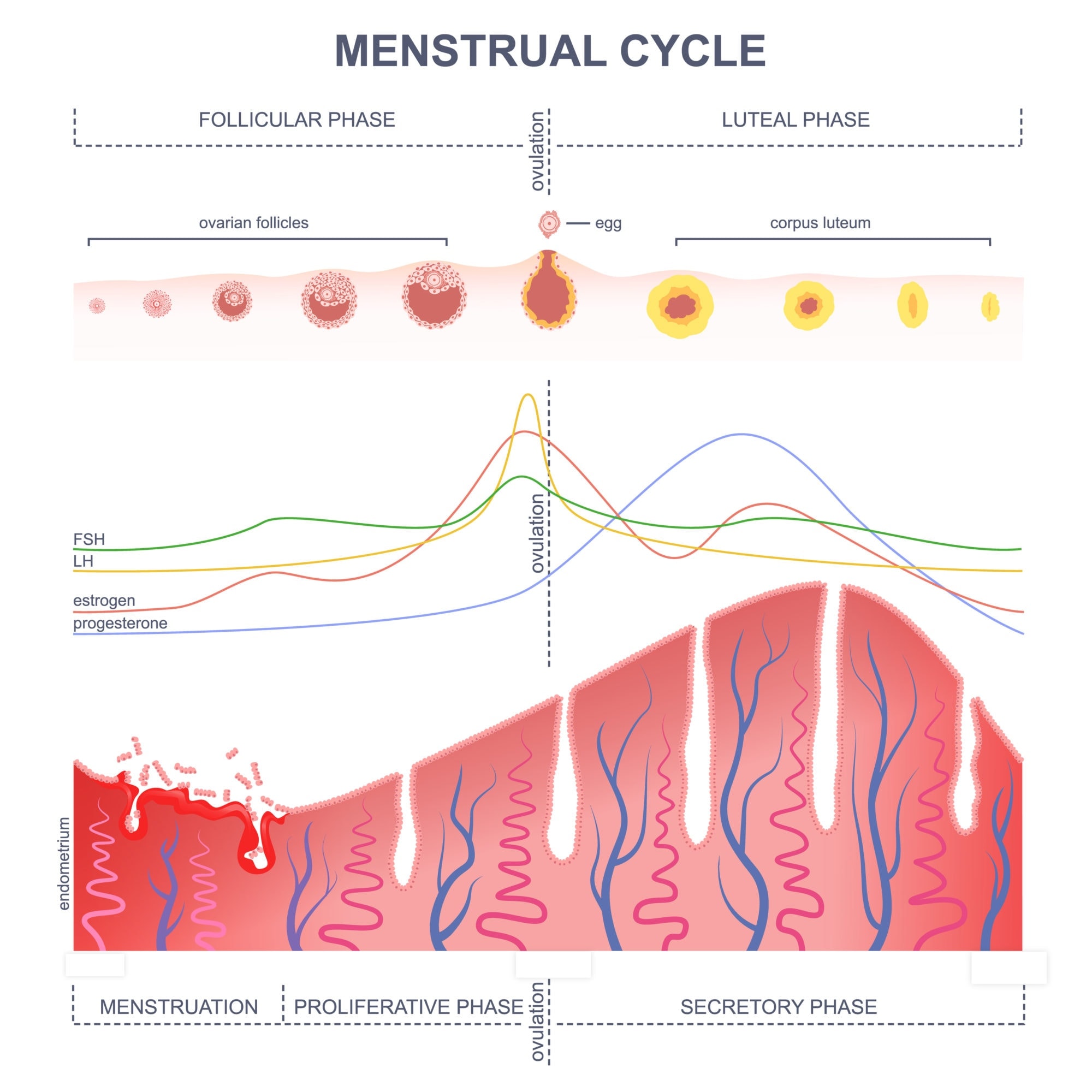 illustration-menstrual-cycle-ovulation | American Pregnancy Association