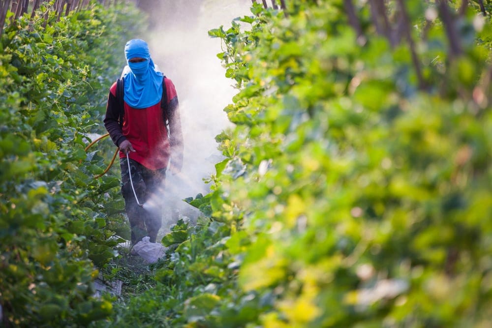 pesticides-and-pregnancy | American Pregnancy Association